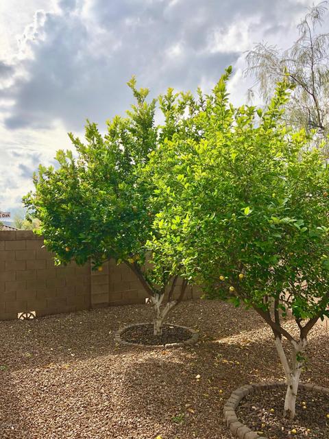2518 E Rustling Oaks Ln, Phoenix, AZ 85024 photo 23