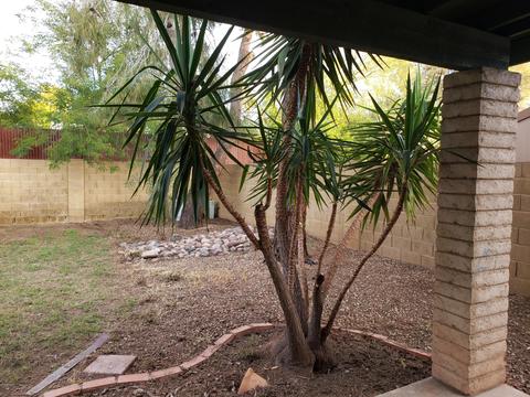1809 S Beverly St, Mesa, AZ 85210 photo 48