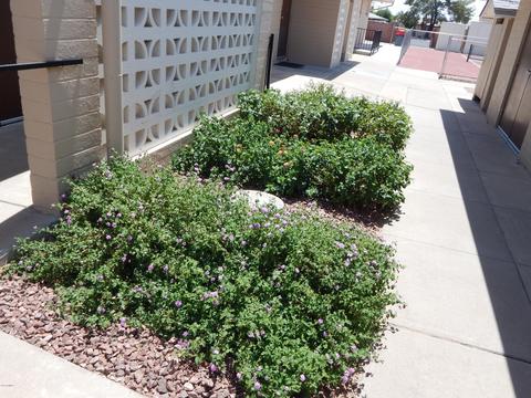 6552 E Des Moines St, Mesa, AZ 85205 photo 59