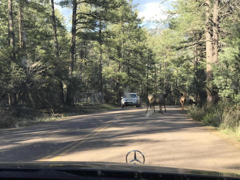 3764 N Mohawk St, Pine, AZ 85544 photo 30