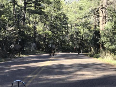 3764 N Mohawk St, Pine, AZ 85544 photo 29