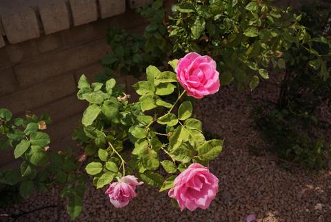 4517 E Phelps Rd, Phoenix, AZ 85032 photo 23