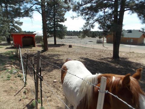 2177 Devins Pl, Overgaard, AZ 85933 photo 35