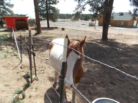 2177 Devins Pl, Overgaard, AZ 85933 photo 36