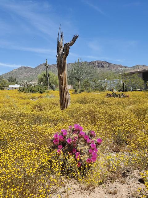 5012 N Warner Dr, Apache Junction, AZ 85120 photo 34