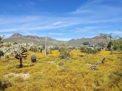 5012 N Warner Dr, Apache Junction, AZ 85120 photo 36