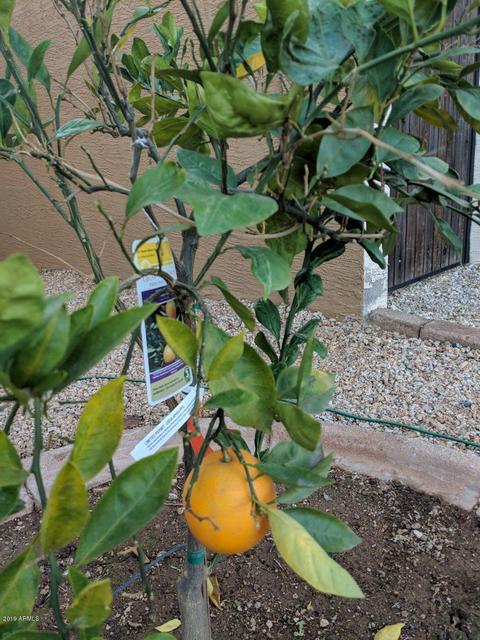 3295 E Phelps St, Gilbert, AZ 85295 photo 41