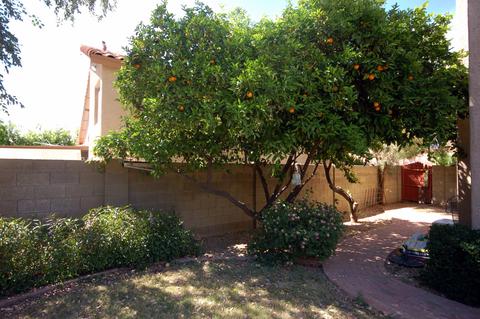 4539 E Michelle Dr, Phoenix, AZ 85032 photo 17