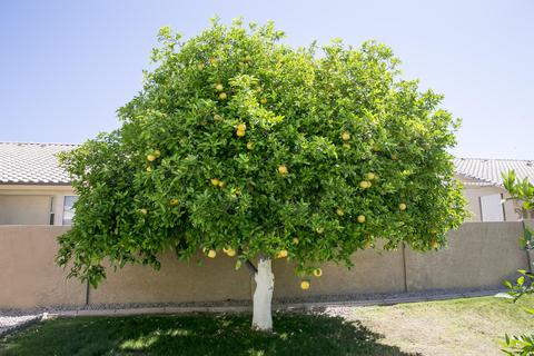 7935 E Desert Trl, Mesa, AZ 85208 photo 39