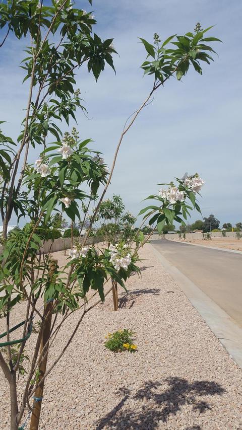 6929 E Boise St, Mesa, AZ 85207 photo 19