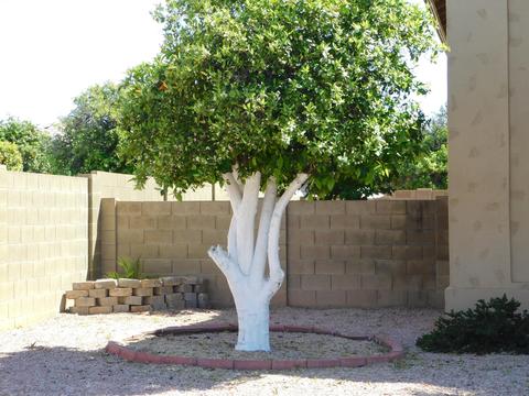 3505 E Fairbrook St, Mesa, AZ 85213 photo 27