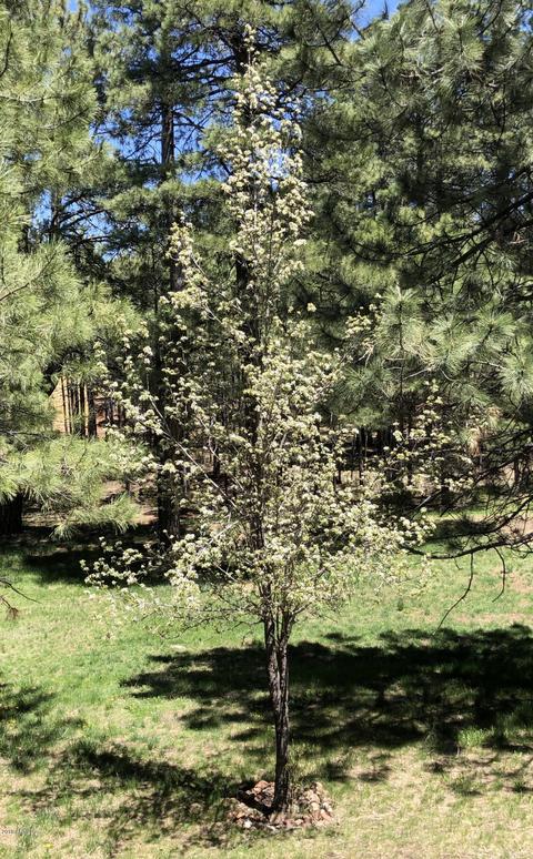 3529 Larson Loop, Forest Lakes, AZ 85931 photo 12