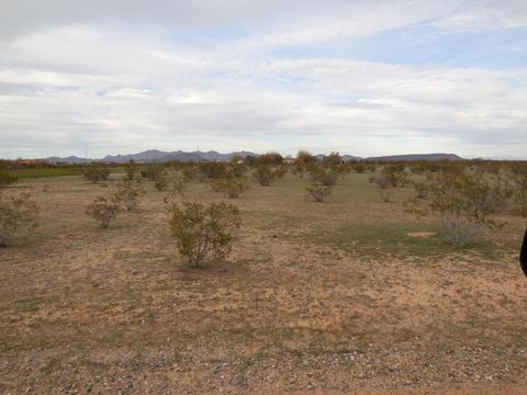383 W Rd W Camelback Rd #-, Tonopah, AZ 85354