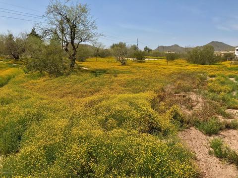 102 W Galvin St, Phoenix, AZ 85086 photo 21