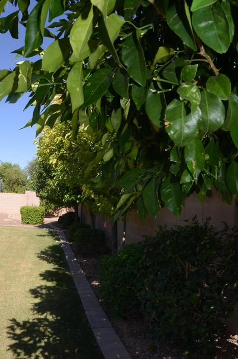 11221 E Stearn Ave, Mesa, AZ 85212 photo 48