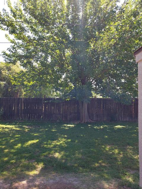 3002 E Monte Vista Rd, Phoenix, AZ 85008 photo 5