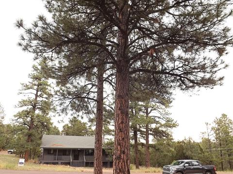 3402 Pine Cone Dr, Overgaard, AZ 85933 photo 14