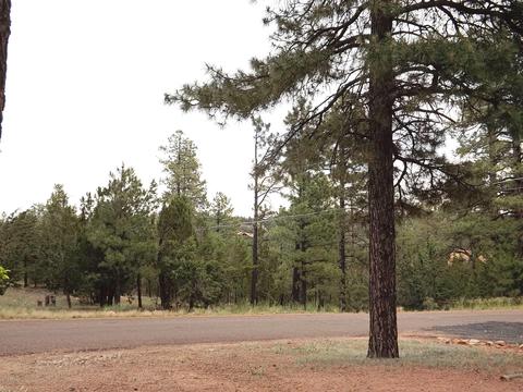 3402 Pine Cone Dr, Overgaard, AZ 85933 photo 42