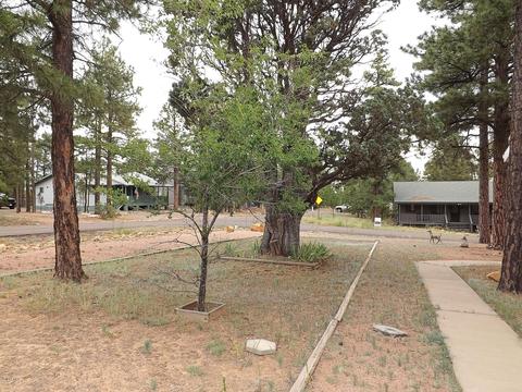 3402 Pine Cone Dr, Overgaard, AZ 85933 photo 12