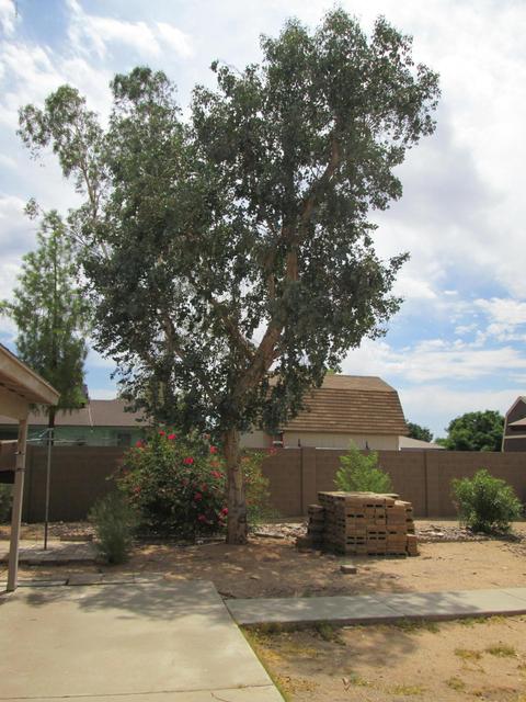 9031 E Princess Dr, Mesa, AZ 85207 photo 31