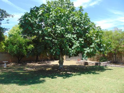 2338 E Hale St, Mesa, AZ 85213 photo 64