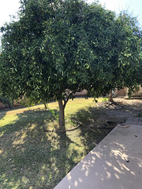 1137 E Cheryl Dr, Phoenix, AZ 85020 photo 6