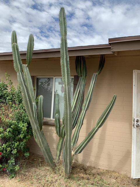 6232 W Mitchell Dr, Phoenix, AZ 85033 photo 2