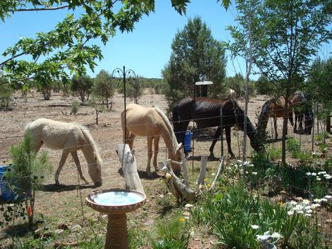 2668 Lodge Loop, Overgaard, AZ 85933 photo 3