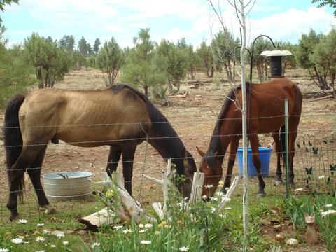 2668 Lodge Loop, Overgaard, AZ 85933 photo 4