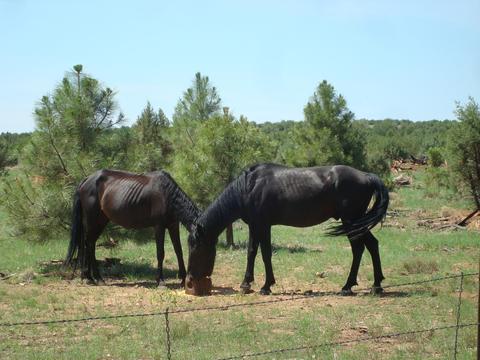 2668 Lodge Loop, Overgaard, AZ 85933 photo 5