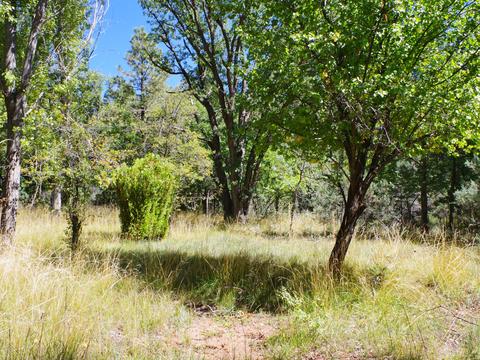 217 E Belluzzi Blvd, Payson, AZ 85541 photo 9
