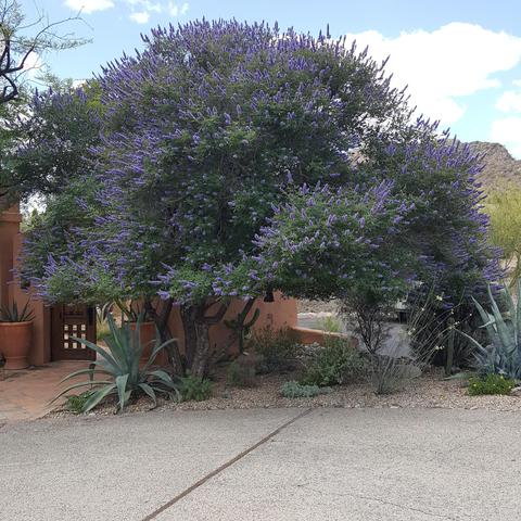 2527 E Vogel Ave, Phoenix, AZ 85028 photo 30