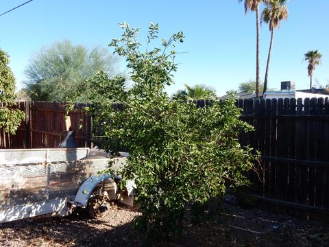 8727 E University Dr, Mesa, AZ 85207 photo 20