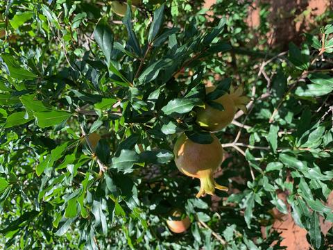 207 Date St, Page, AZ 86040 photo 33