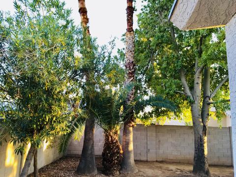 3011 E Topeka Dr, Phoenix, AZ 85050 photo 50