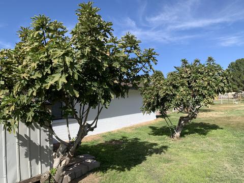 2804 E Gemini St, Gilbert, AZ 85234 photo 68