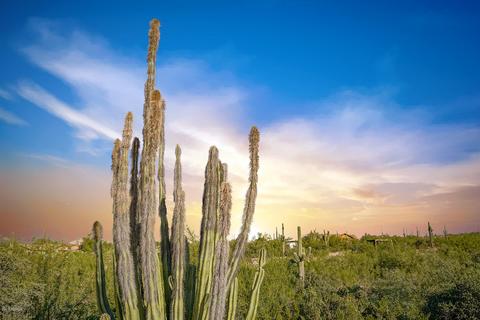 2075 N Holmes Rd, Apache Junction, AZ 85119 photo 2