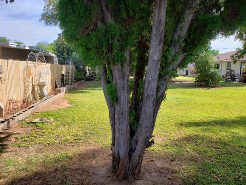 7025 N 14th Dr, Phoenix, AZ 85021 photo 7