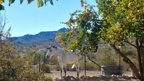 40901 Harquahala Rd, Salome, AZ 85348 photo 34
