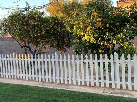 421 Elgin St, Gilbert, AZ 85295 photo 12