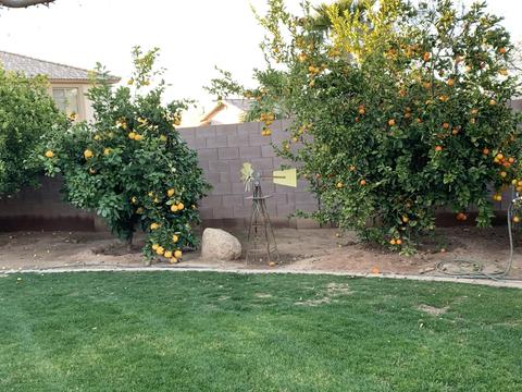 421 Elgin St, Gilbert, AZ 85295 photo 13