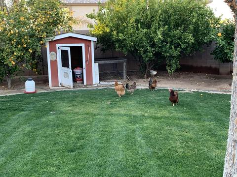 421 Elgin St, Gilbert, AZ 85295 photo 14
