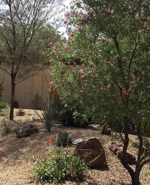 4418 E Gelding Dr, Phoenix, AZ 85032 photo 24