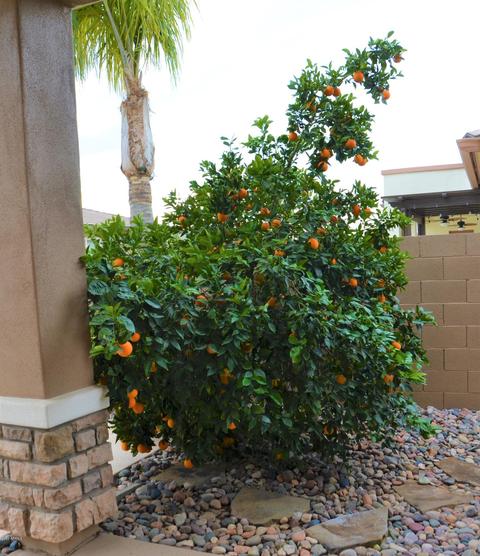 3105 E Comstock Dr, Gilbert, AZ 85296 photo 58