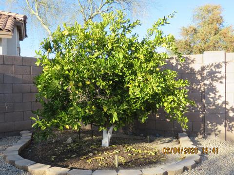 3446 W Patrick Ln, Phoenix, AZ 85027 photo 55