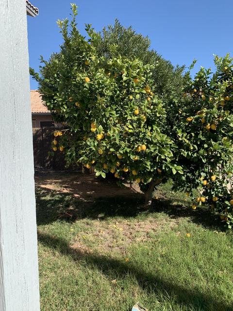 5043 E Hilton Ave, Mesa, AZ 85206 photo 20