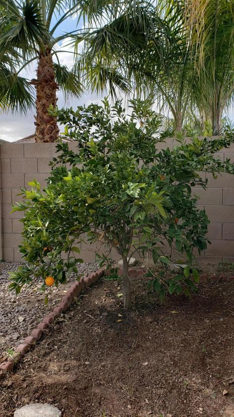 2892 E Palmdale Ln, Gilbert, AZ 85298 photo 21