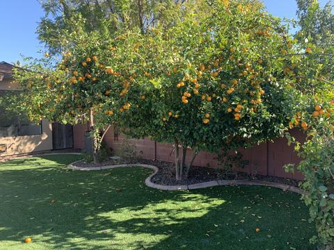 4514 N 35th Pl, Phoenix, AZ 85018 photo 42