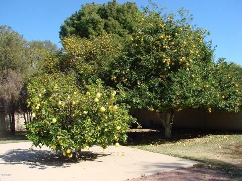 2308 E Hale St, Mesa, AZ 85213 photo 16