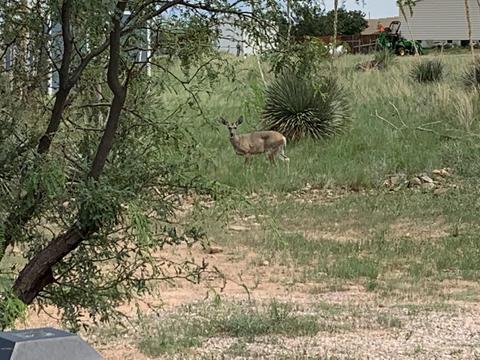 3310 E Serritos Ranch Rd, Hereford, AZ 85615 photo 19